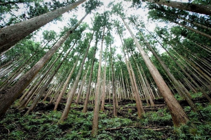 青梅の成木の森２