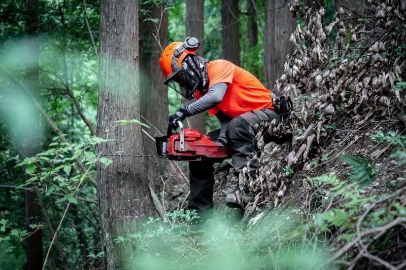 中島さん伐採の様子