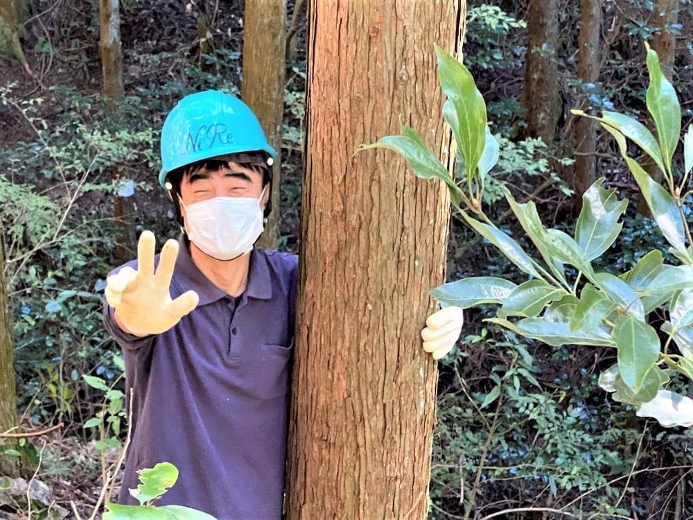 ニレさん伐採前