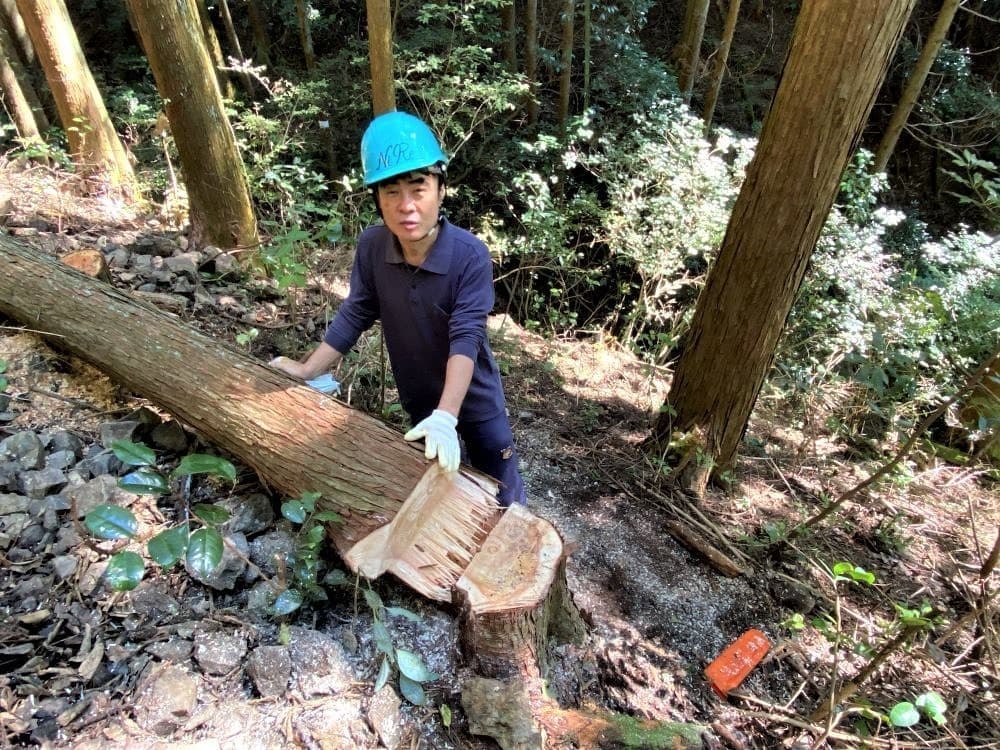 ニレさん伐採後