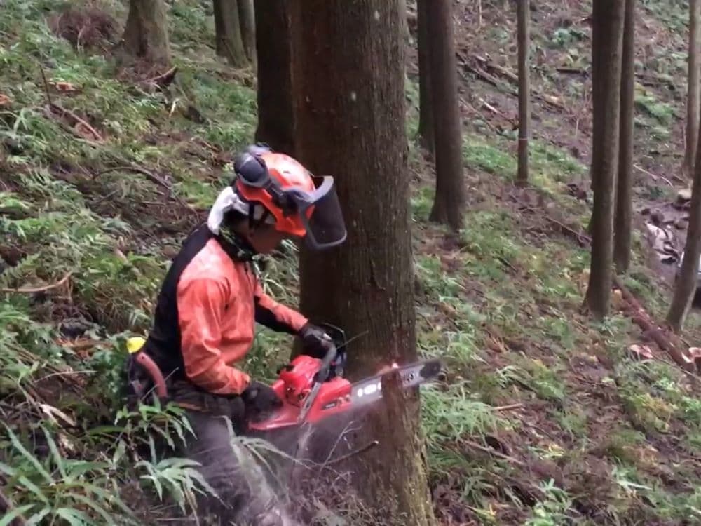 1本の樹からボタン