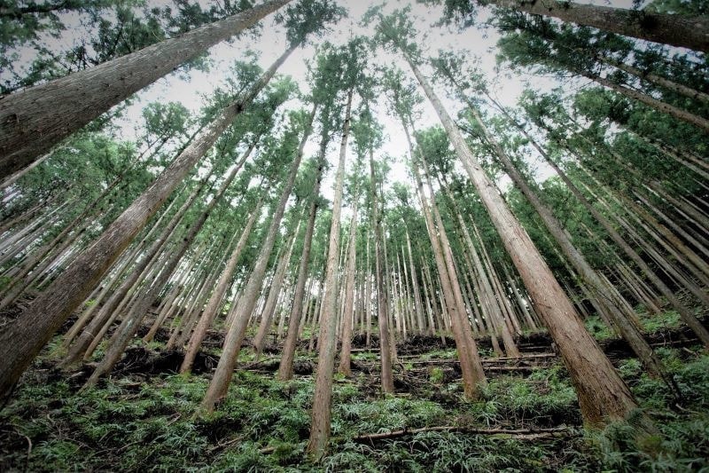 成木の桧の森２